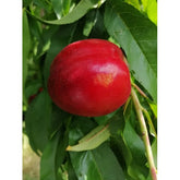 Nectarin Cora